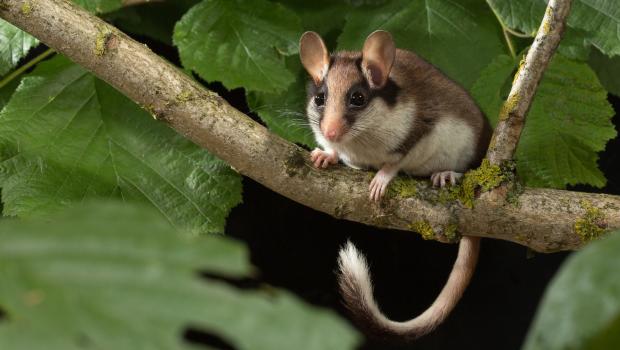 Eikelmuis (© Wesley Overman)