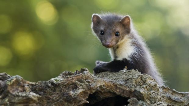 Steenmarter (© Ernst Dirksen)