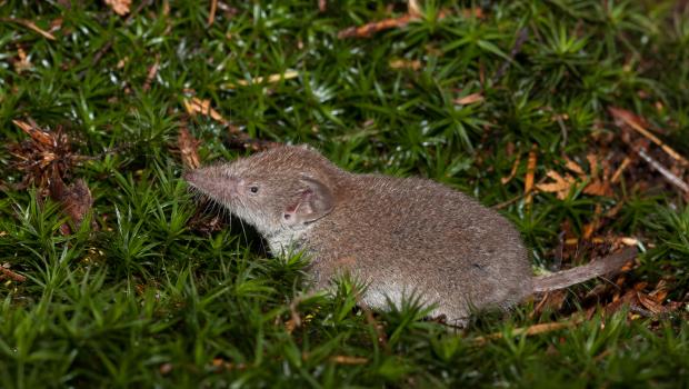 Huisspitsmuis (bron: Wesley Overman)