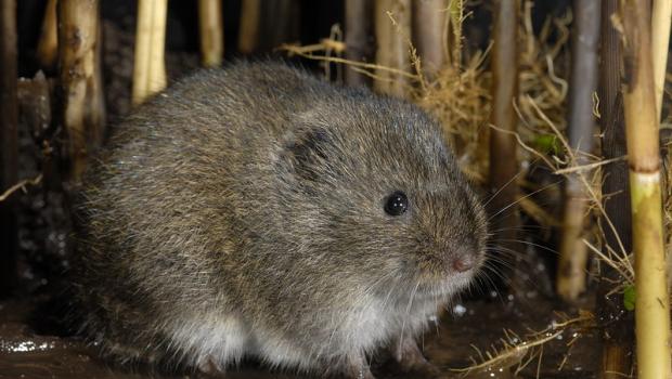 Noordse woelmuis (© Paul van Hoof)