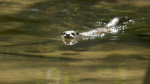 Otter (© Hugh Jansman)