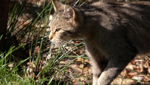 Wilde kat (© Richard Witte)