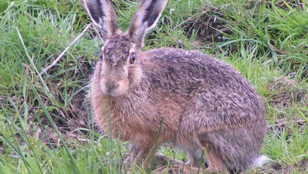 Haas (© Rianne Jordaan)