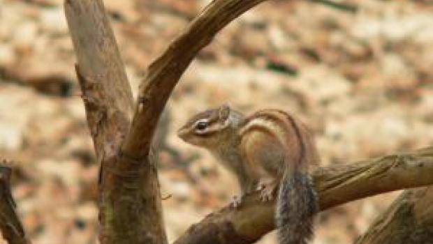 Siberische grondeekhoorn (© Erik Korsten)