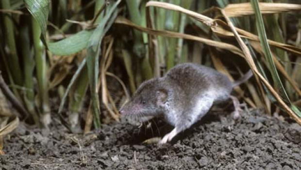 Veldspitsmuis (© Dick Klees)