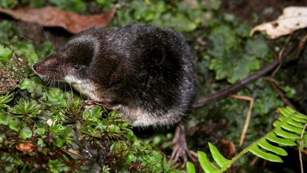 Waterspitsmuis (© Wesley Overman)
