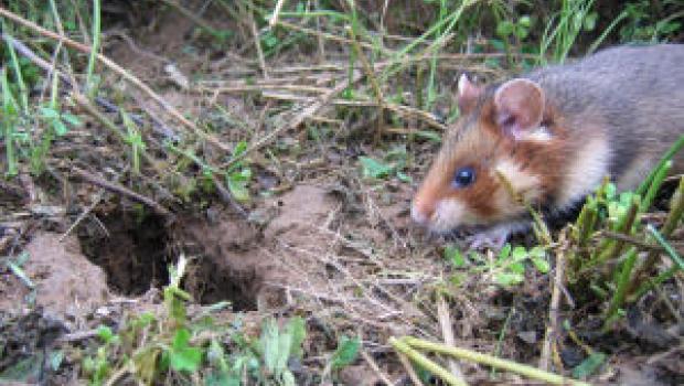 Hamster (© Maurice La Haye)