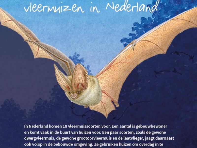 Zoekkaart Vleermuizen