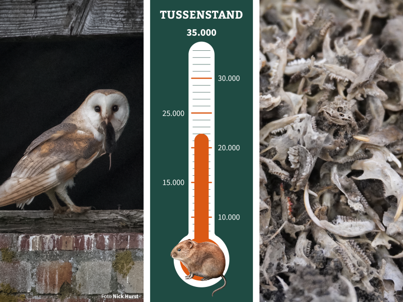 Tussenstand recordpoging woelmuizen pluizen