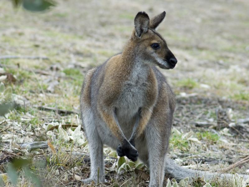 Wallaby (© Dick Klees)