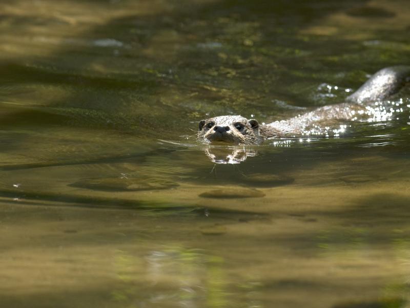 Otter (© Hugh Jansman)