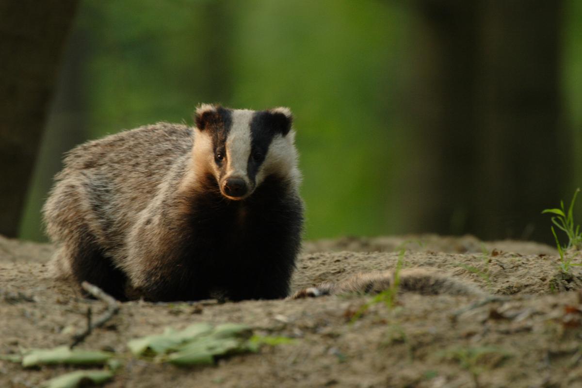 Das (© Aaldrik Pot)