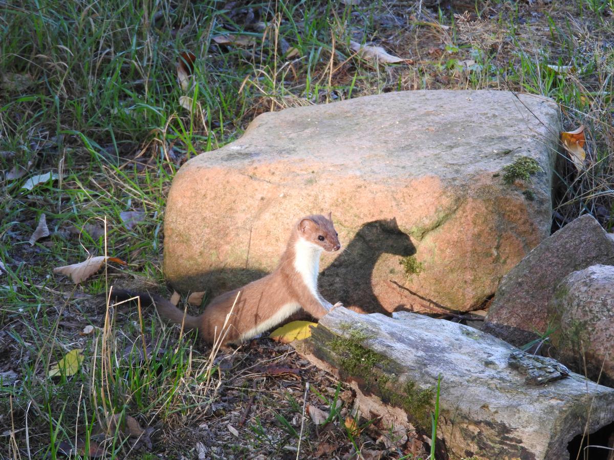 Hermelijn in Otterzentrum Hankensbüttel