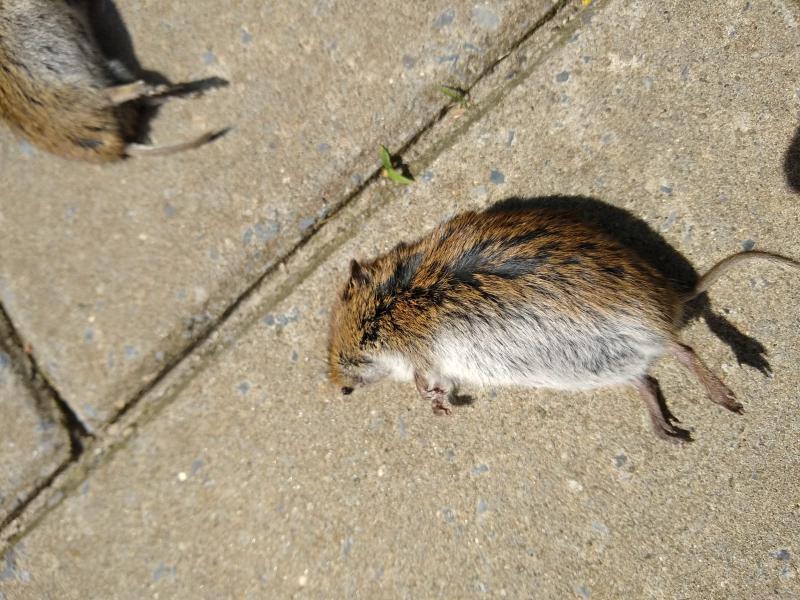 Enkele van de honderden dode veldmuizen die gevonden zijn op het fietspad onder het aquaduct in Friesland (© Teunis van der Zee)