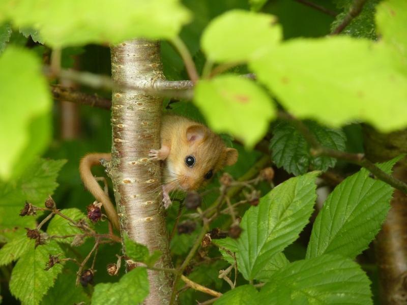 O.a. de hazelmuis profiteert van soortenrijke bossen met een goed ontwikkelde bosrand (© Ruud Foppen)