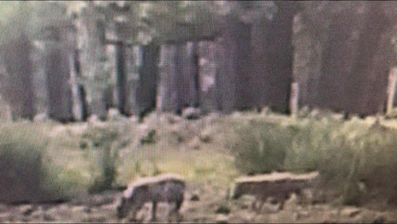 Screenshot uit het filmpje met drie jonge wolven op de Veluwe (© Provincie Gelderland)