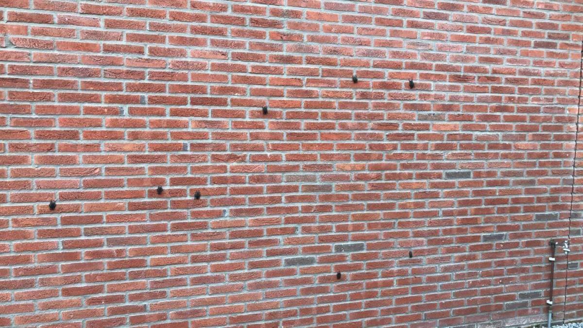 Oververhitte vleermuizen zoeken verkoeling op buitenmuur