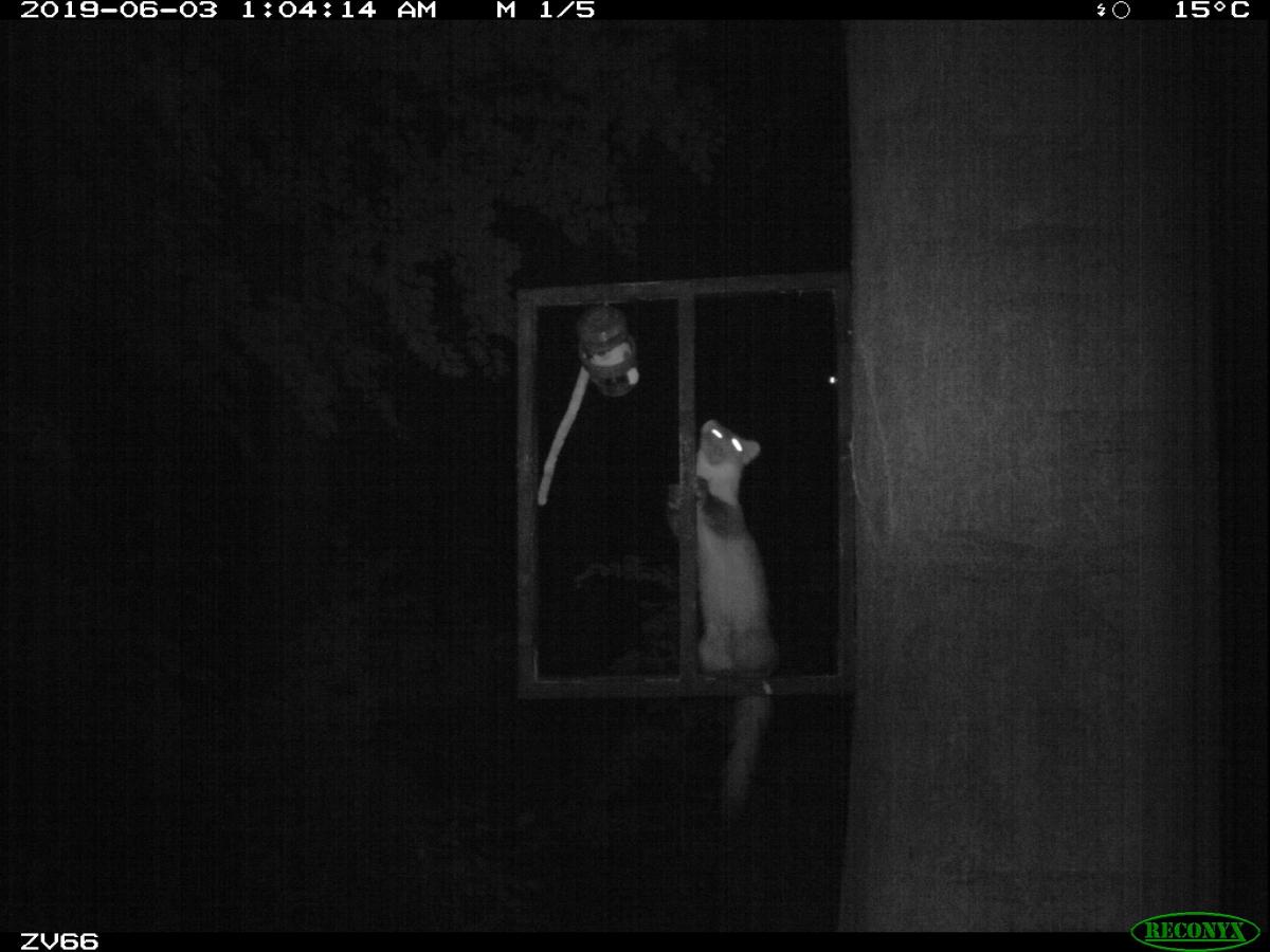 Steenmarter vastgelegd met een cameraval op de Veluwezoom (Bron: Vilmar Dijkstra)