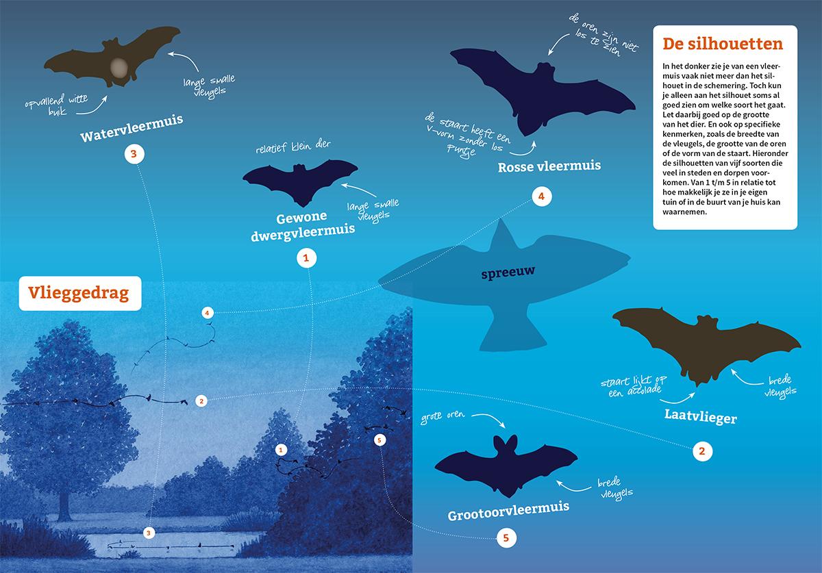 Zoekkaart vleermuizen 2019