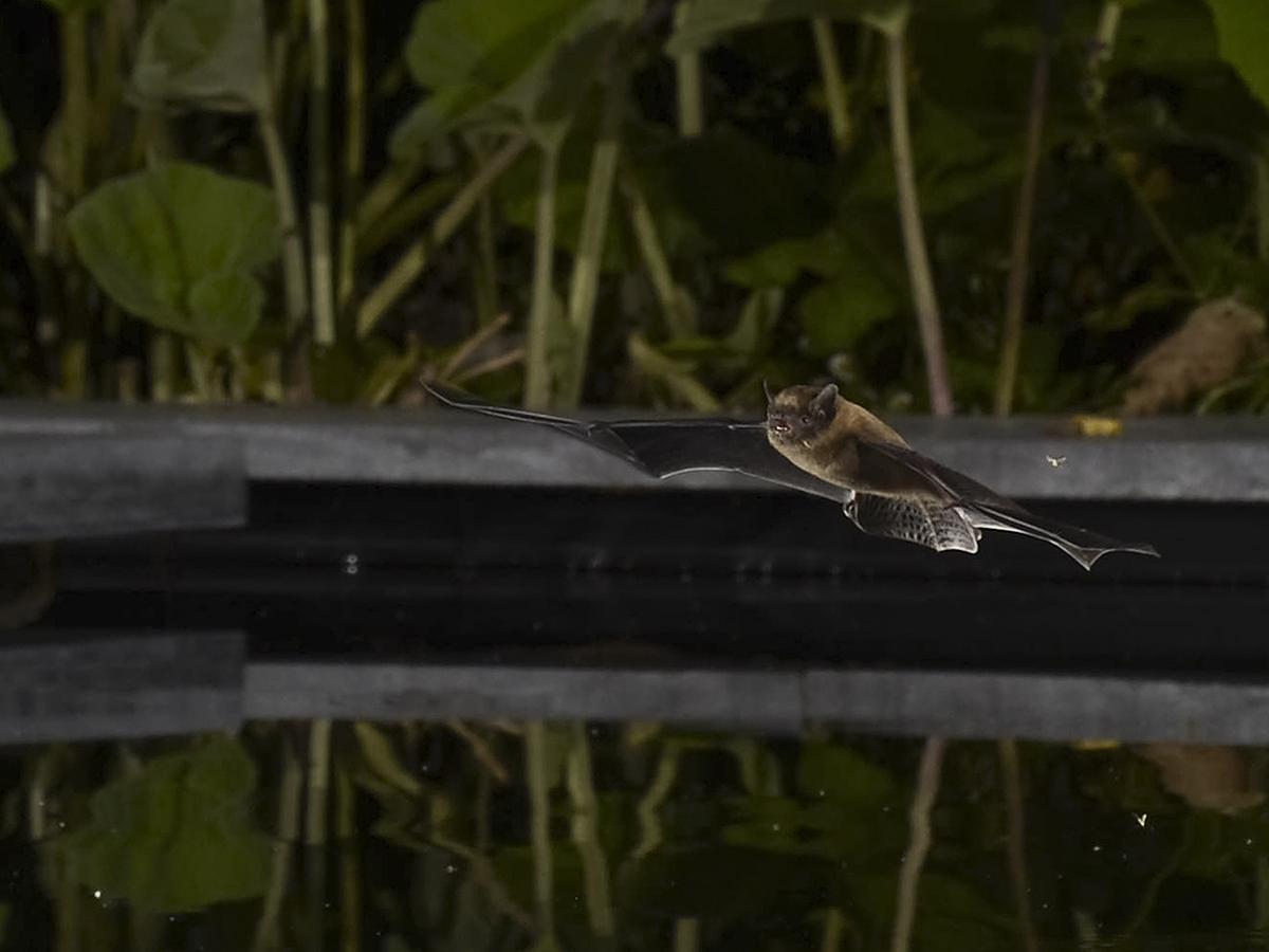 Gewone dwergvleermuis boven tuinvijver