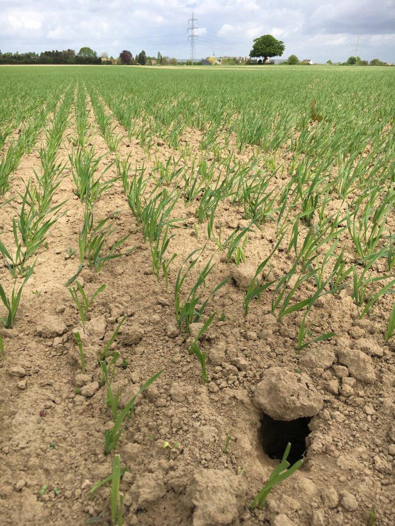 Behoud van de dekking is letterlijk van levensbelang voor hamsters (Bron: Harm Kossen)