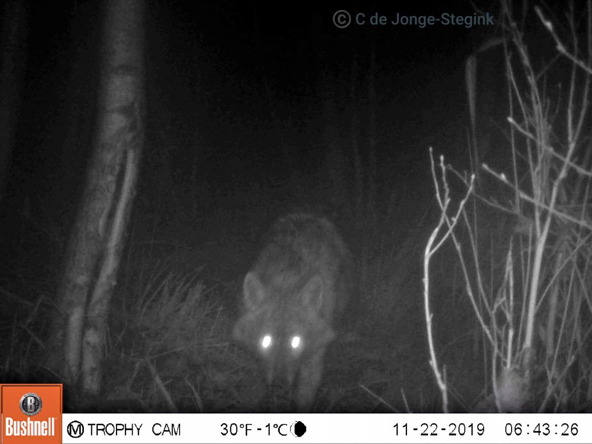 Goudjakhals in Drenthe (foto: Cindy de Jonge)