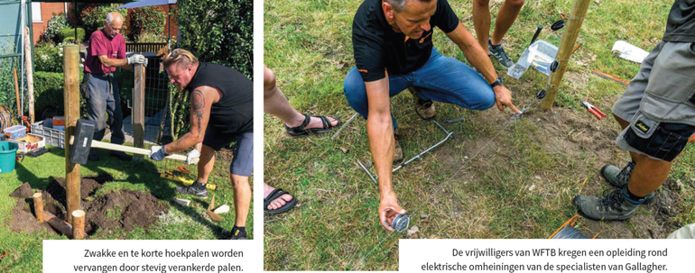 Wolf Fencing in de praktijk (Bron: Diemer Vercayie)