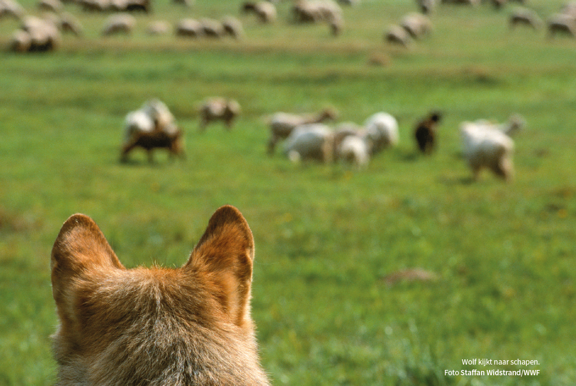 Wolf kijkt naar schapen (foto: Staffan Widstrand, WWF)