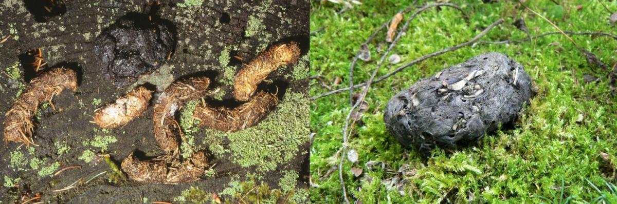 Winteruitwerpselen auerhoen, het donkere exemplaar is een zomeruitwerpsel (links) en braakbal van een bosuil (rechts) (Bron: Annemarie van Diepenbeek)