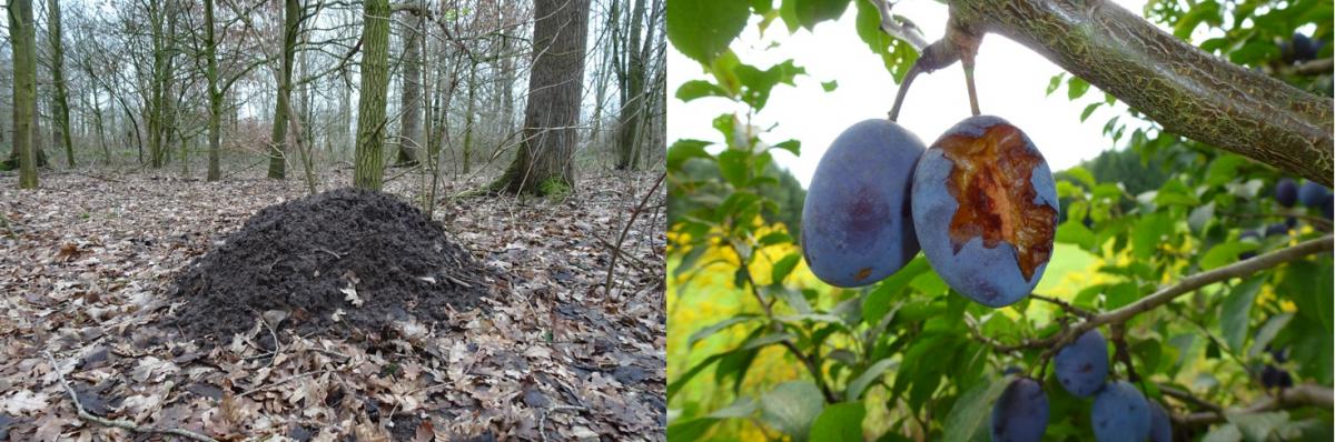 Hoogwatermolshoop (links) en vraat van relmuis (rechts) (Bron: Annemarie van Diepenbeek)