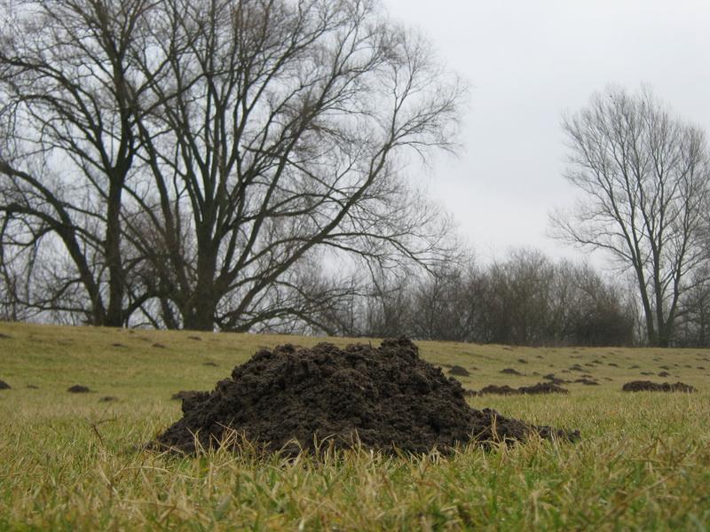 Molshopen in het grasveld (bron: Neeltje Huizenga)