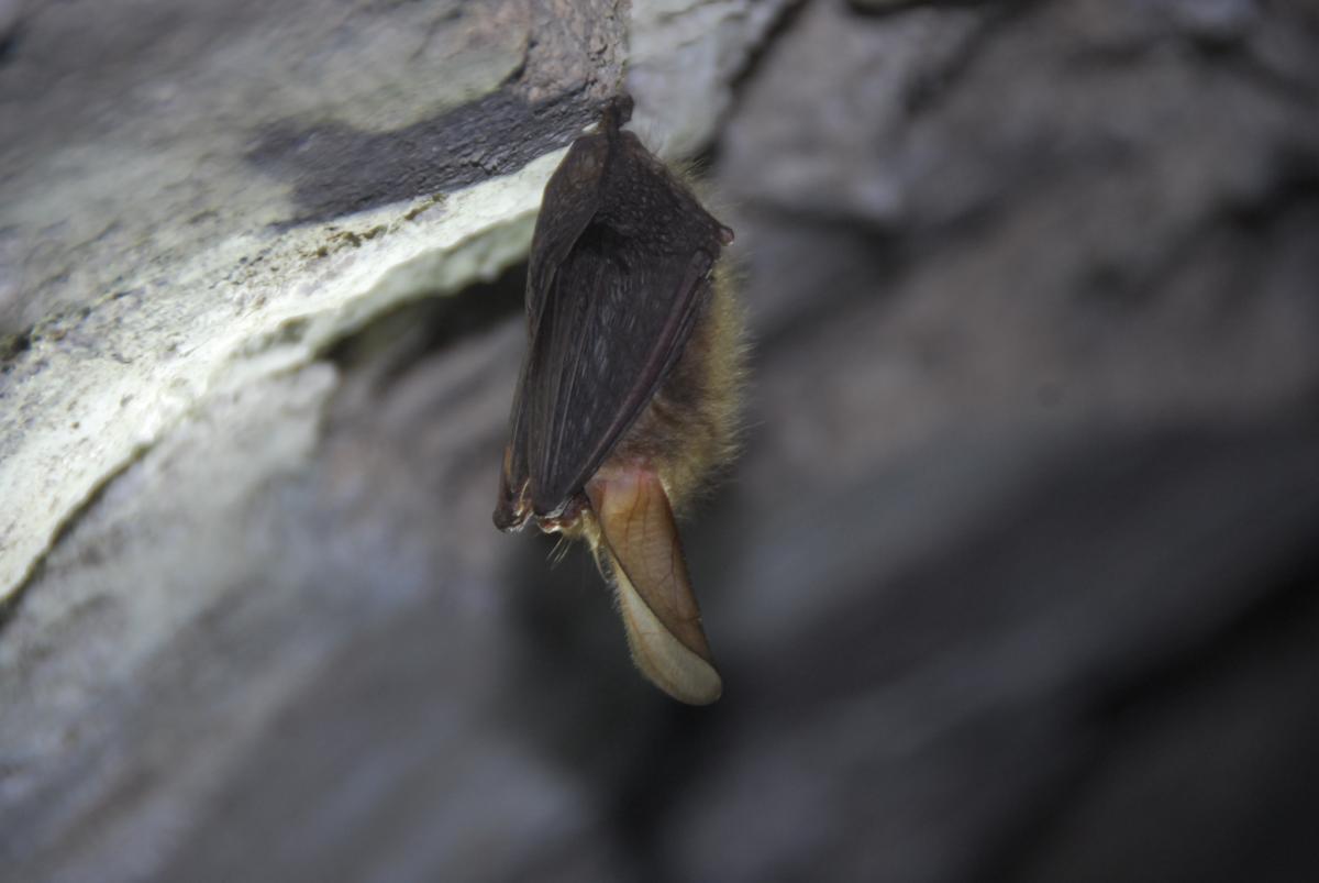 Gewone grootoorvleermuis