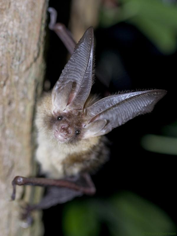 Gewone grootoorvleermuis (Wesley Overman)