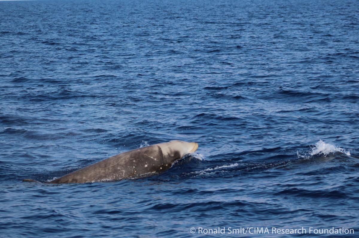 Cuvier's dolfijn (Bron: Ronald Smit, CIMA Research Foundation)