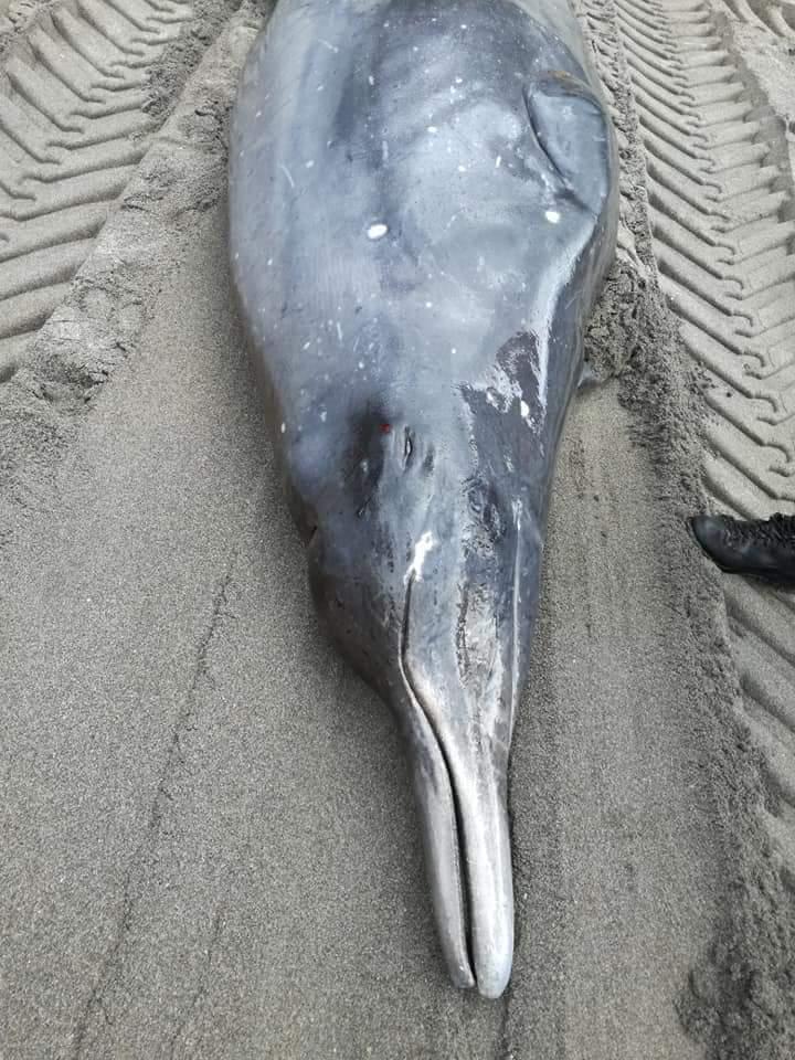 Stranding gewone spitssnuitdolfijn (Bron: Fadia Al Abbar)