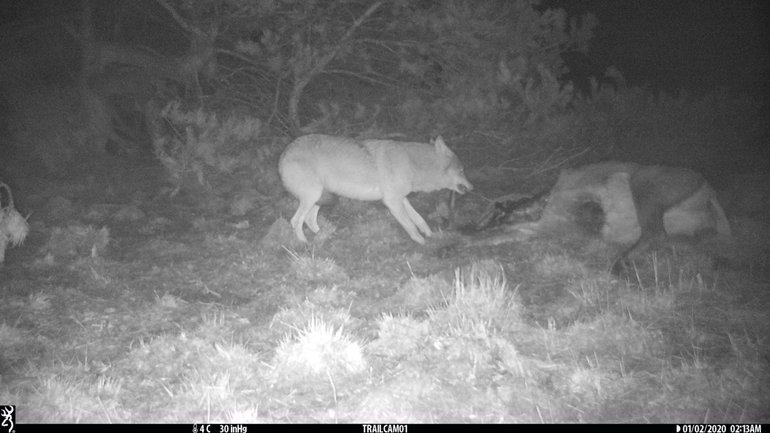 Aasetende wolf (Bron: ARK Natuurontwikkeling)