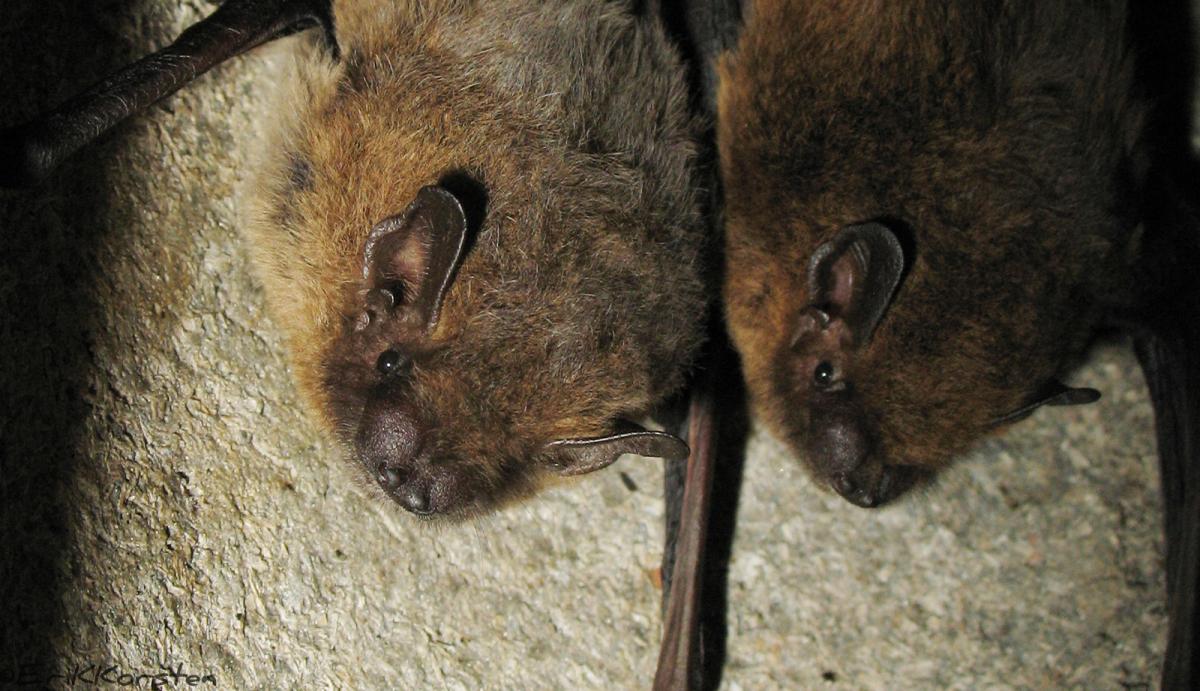 Gewone dwergvleermuizen
