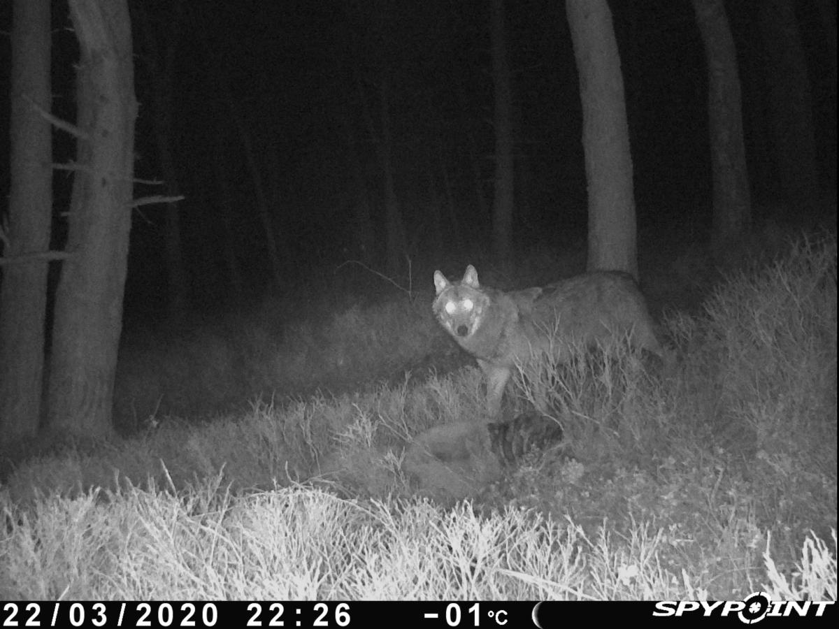 Wolf op de Zuid-Veluwe, vastgelegd door een wildcamera (Bron: Wolvenmeldpunt Zoogdiervereniging)