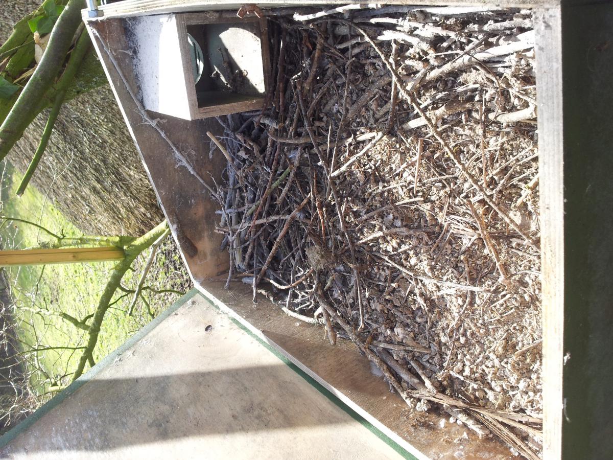 Deze steenmarterkast is in gebruik genomen door kauwen (Bron: Silvavir ecologisch advies)