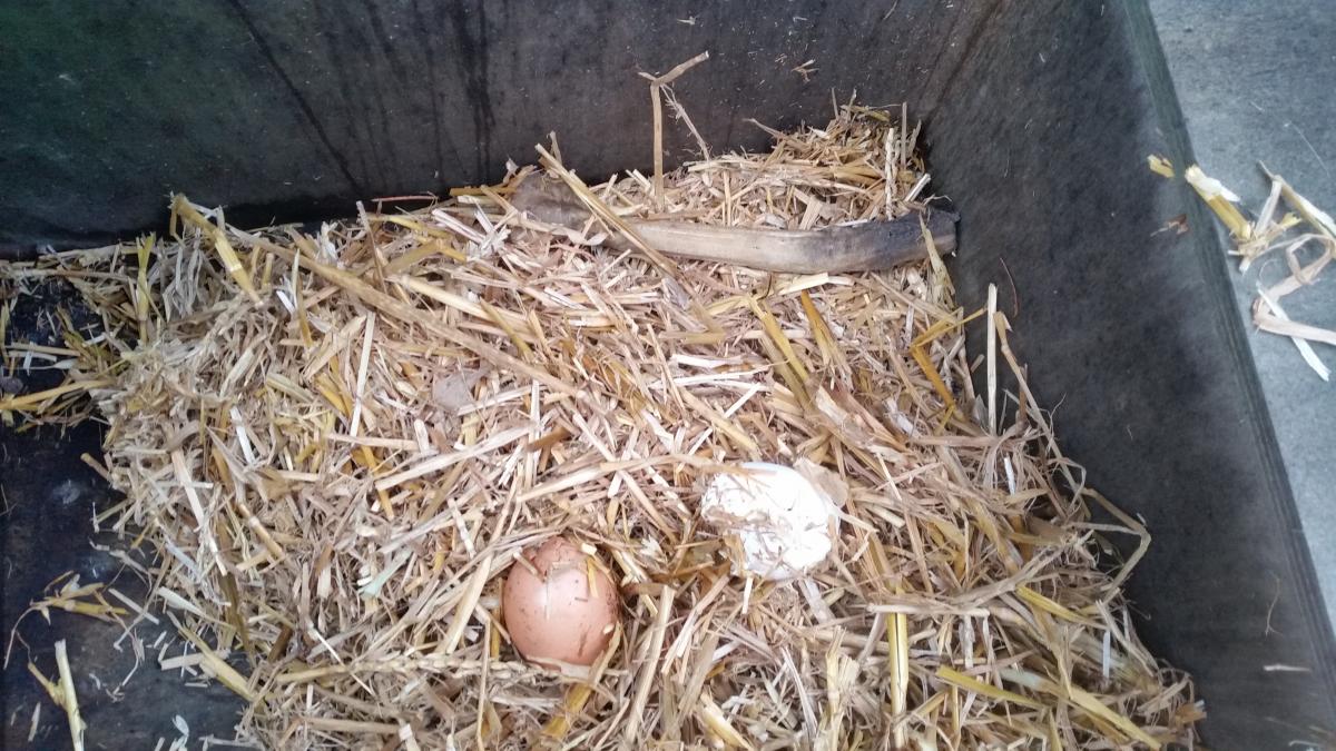 Sporen van een steenmarter in een steenmarterkast (Bron: Silvavir ecologisch advies)