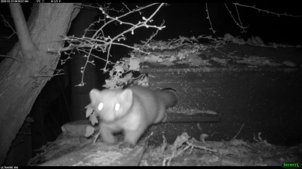 Steenmarter komt uit de steenmarterkast (Bron: Astrid Mellema)