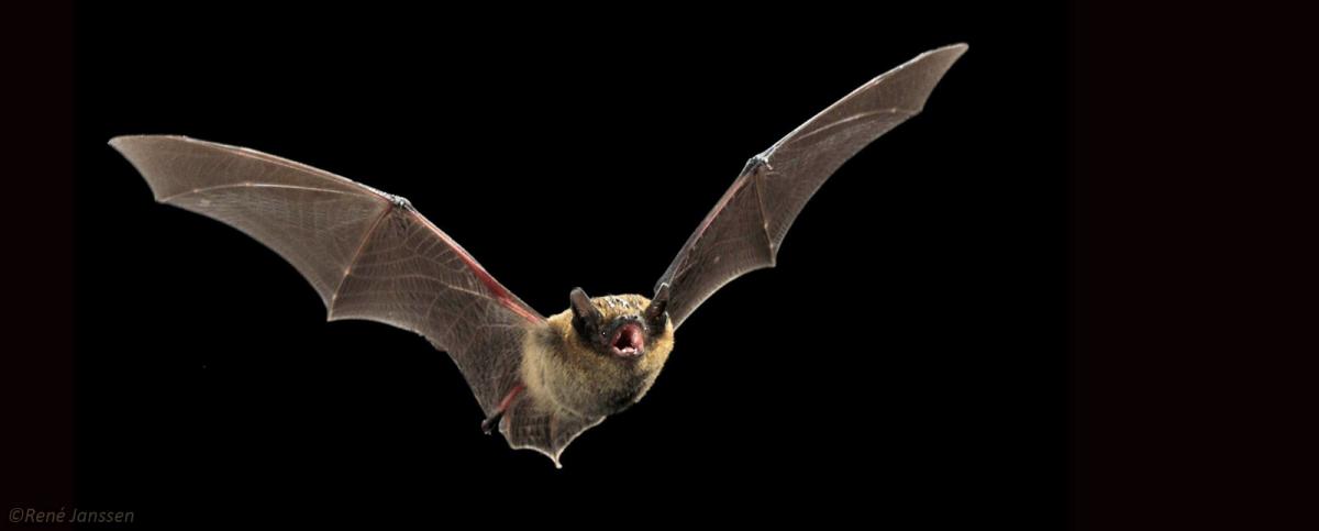 Gewone dwergvleermuis