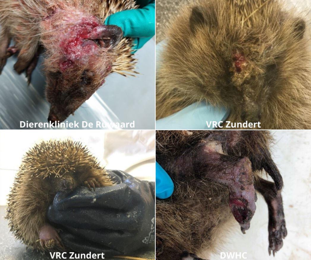 Voorbeelden van de huidaandoening (Bron: Dierenkliniek De Ruwaard, VRC Zundert en DWHC)