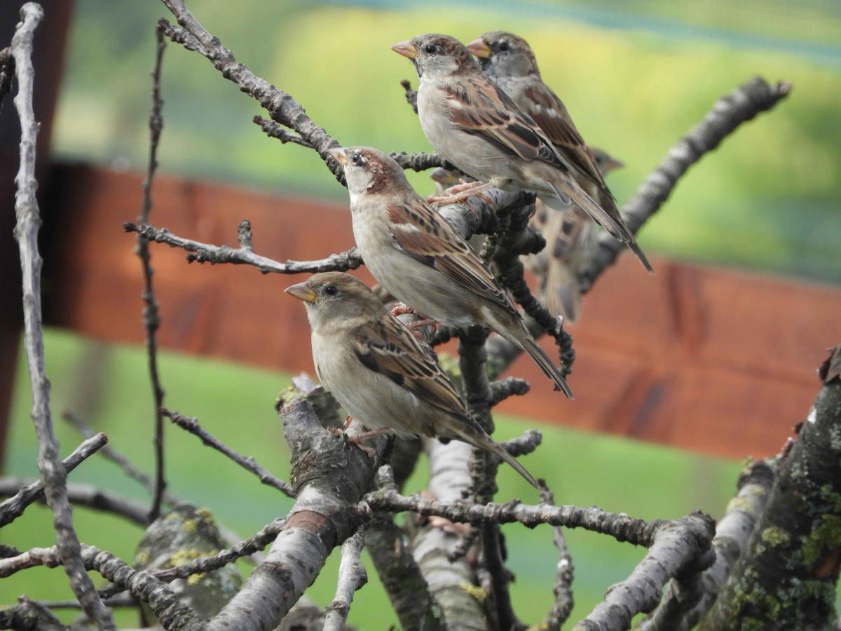 Huismussen vinden veel voedsel op akkers met beheer (Bron: Gerard Müskens)