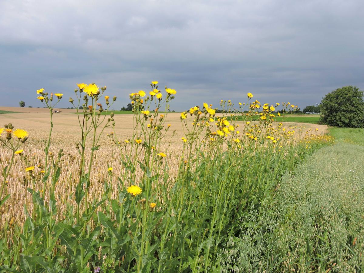 Meer kleur maakt het agrarisch landschap aantrekkelijk (Bron: Gerard Müskens)