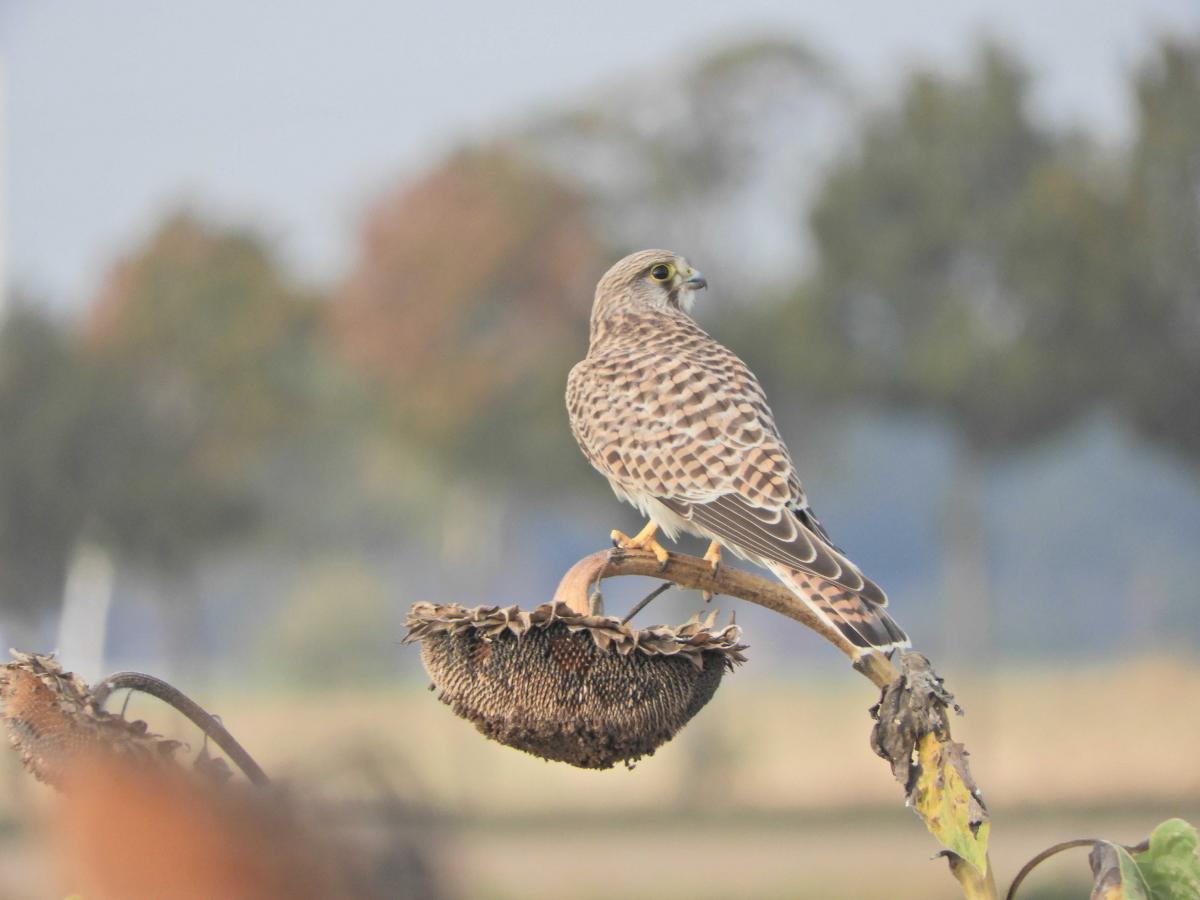 De torenvalk eet met name de veldmuizen die leven op de hamster akkers (Bron: Gerard Müskens)