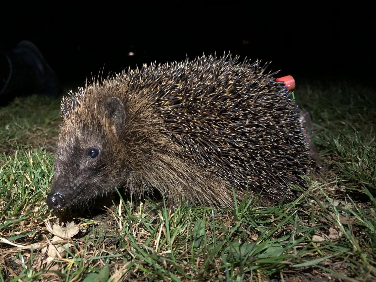 Egel met zender