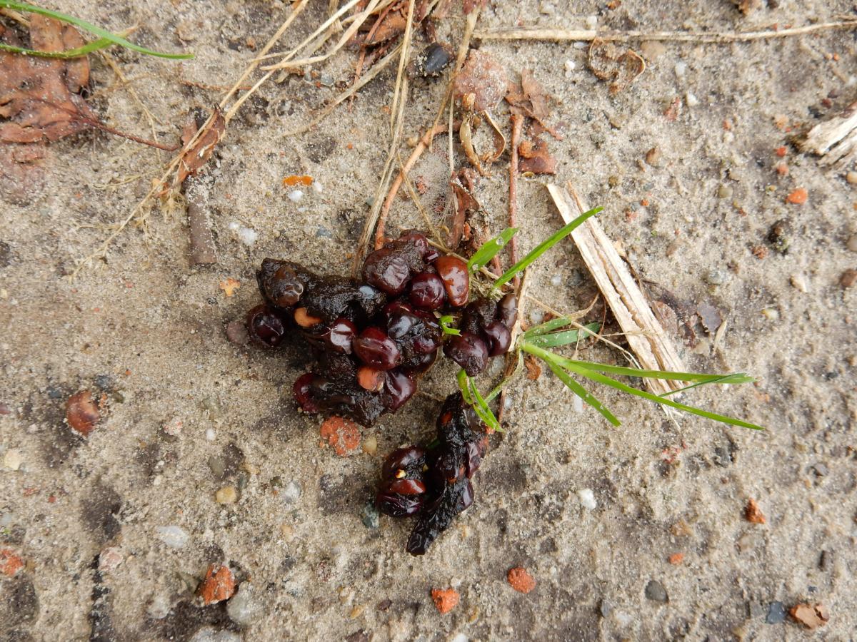 Vegetarische steenmarterpoep (Pieter Winkel)