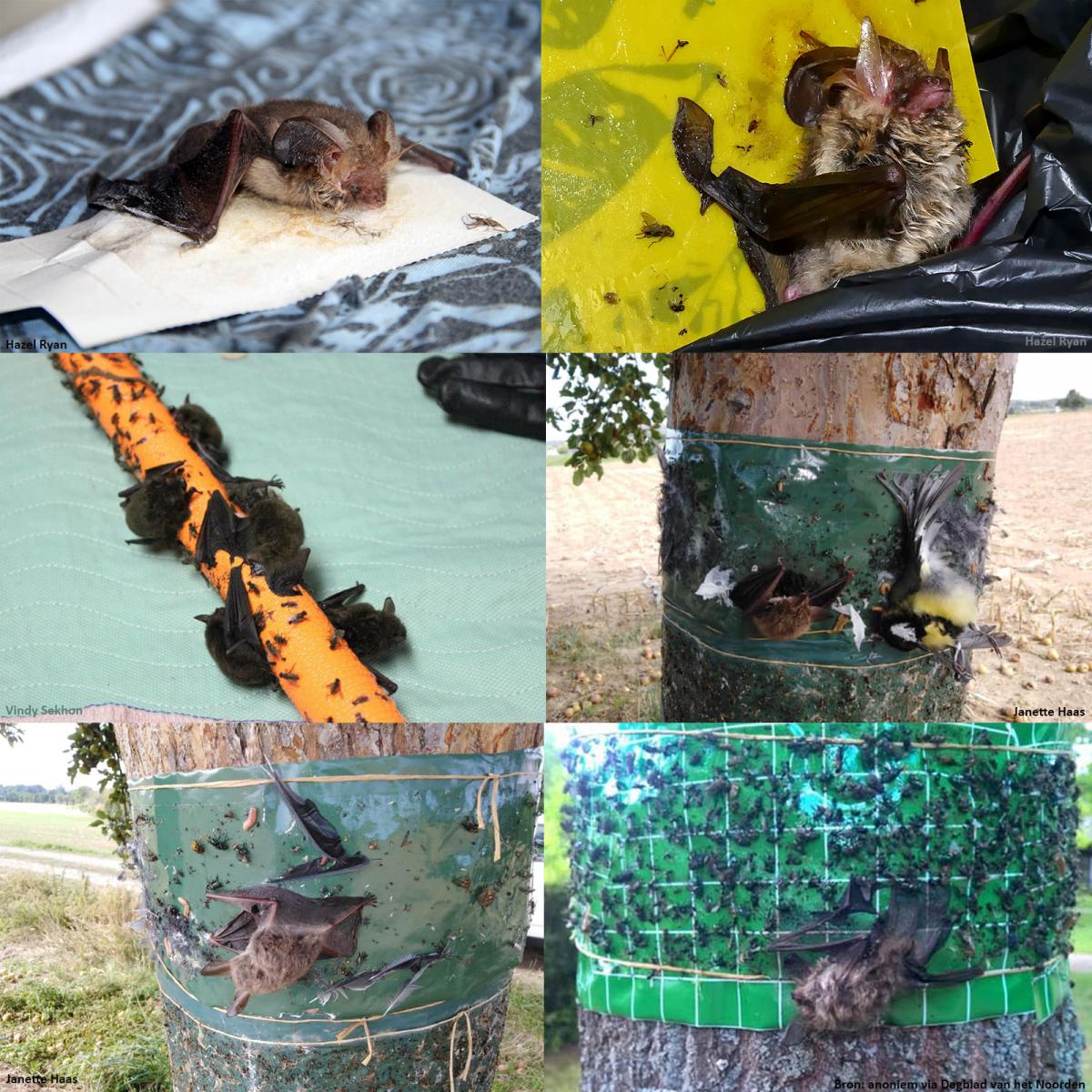 Vleermuizen als onbedoeld slachtoffer van lijmbanden en plakstrips
