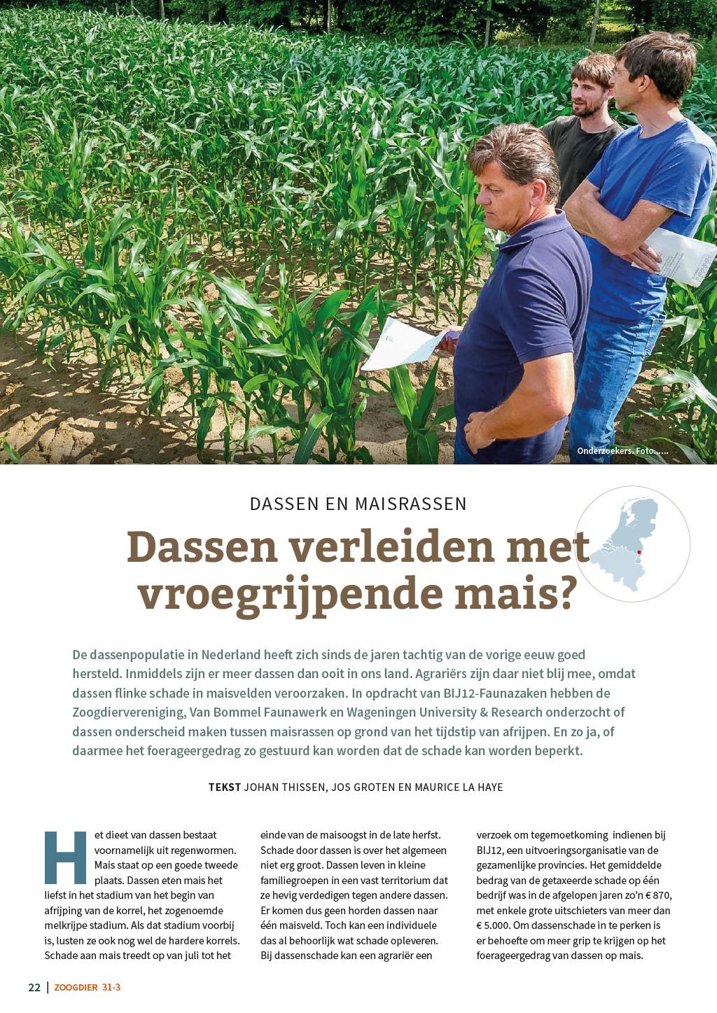 Dassen verleiden met vroegrijpe mais